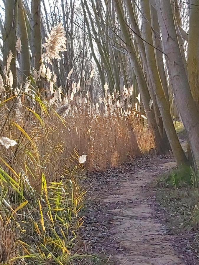 Anguciana Bonita Cabana De Los Arboles En La Rioja , Durmiendo Entre Arboles מראה חיצוני תמונה