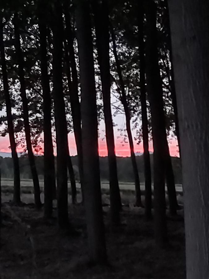Anguciana Bonita Cabana De Los Arboles En La Rioja , Durmiendo Entre Arboles מראה חיצוני תמונה